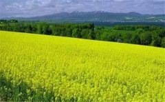 怎么用空氣負氧離子監測系統?